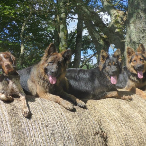 Educateur canin - cours éducation canine - dressage chien Educateur canin - cours éducation canine - dressage chien