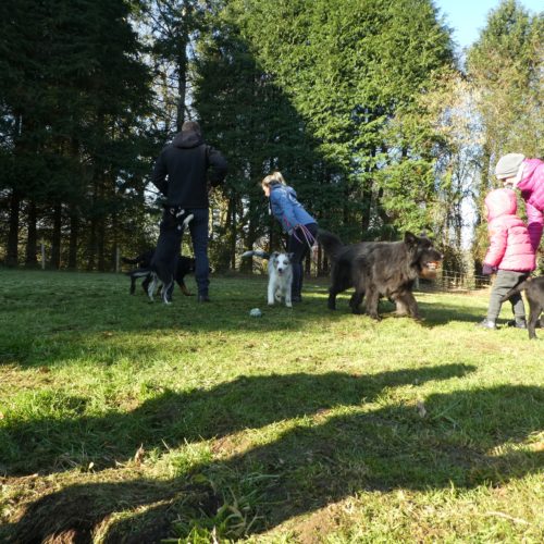 Récré des chiots,, socialisation du chiot, dresser son chiot, éduquer son chiot Récré des chiots,, socialisation du chiot, dresser son chiot, éduquer son chiot