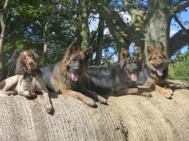 Educateur canin - Comportementaliste canin - Dressage de chien