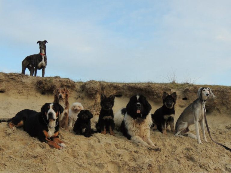 Educateur canin - Comportementaliste canin - Dressage de chien