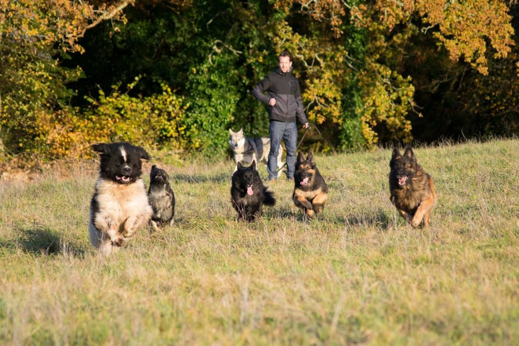 Chiens Régulateurs Intervenants Quimper Lorient Concarneau