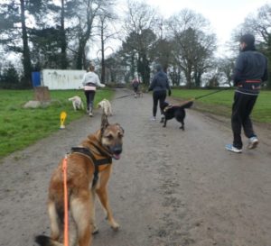 Canicross-quimper-Entre-Hommes-et-Chiens-2-550x500
