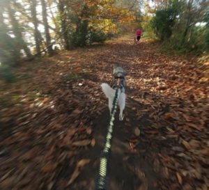 Canicross-quimper-Entre-Hommes-et-Chiens-3-550x500