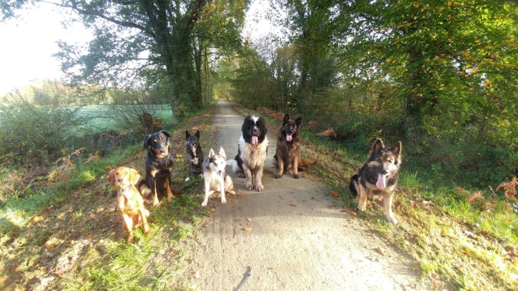 Pension éducative pour chien en Bretagne