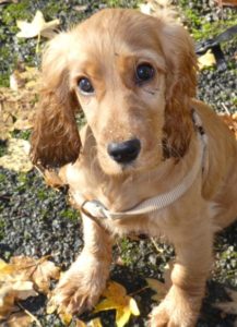 educateur_chiot_quimper_lorient_entre-hommes_et_chiens-1-e1514029105600-500x690