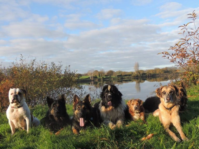 groupe_entre_hommes_et_chiens-1024x768