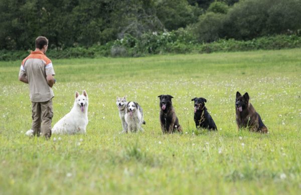 Educateur canin - Comportementaliste canin - Dressage de chien Quimper Finistere Bretagne