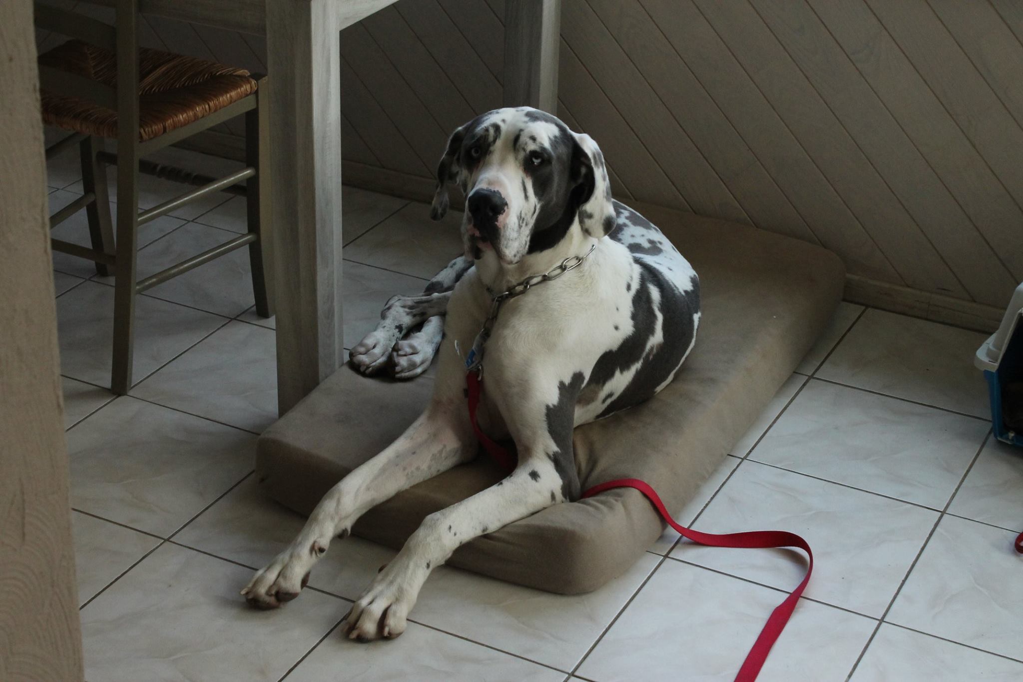 Educateur Canin Hubert